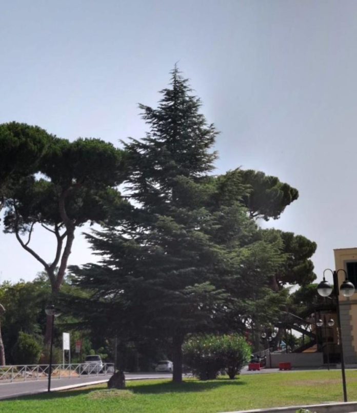 albero albero
