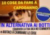 Rivoluzione Animalista, “Comuni emettano ordinanze contro botti” botticapodanno