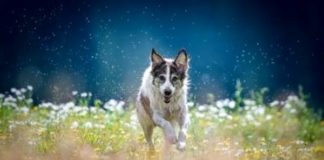 Coronavirus, veterinari di Barkyn a supporto dell’Italia cane