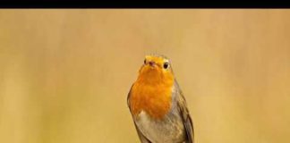 Radio Parco – Notiziario di sabato 28 e domenica 29 dicembre