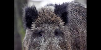 Radio Parco – Notiziario di sabato 4 e domenica 5 gennaio