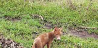 Radio Parco – Notiziario di sabato 11 e domenica 12 gennaio