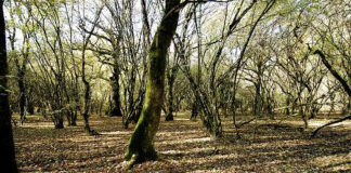 Domenica è tempo di Piantiamole 2020 piantiamole_20