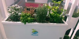 Il Pantaleoni di Grottaferrata apre le porte all’Acquaponica acquaponica