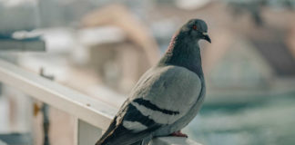 Problema piccioni, come allontanarli dal tetto di casa? piccioni
