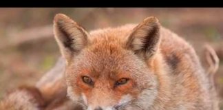 Radio Parco – Notiziario di sabato 22 e domenica 23 febbraio volpe