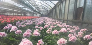 Da Regione 10 milioni per settore lattiero-caseario e florovivaistico fiori