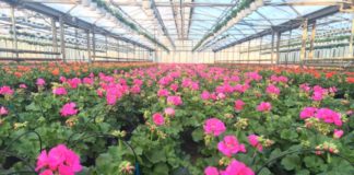 16 aprile online bando per il florovivaismo nel Lazio fiori