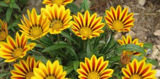 Covid19, vivaio dona piante al Comune di Pomezia pianta