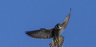 #FalchinDiretta, il Parco dei Castelli avvia per la stagione 2020 #FalchinDiretta