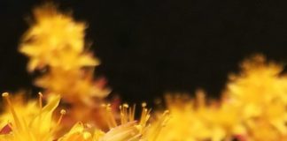 #LaPrimaverainFinestra, campagna del Parco dei Castelli #LaPrimaverainFinestra