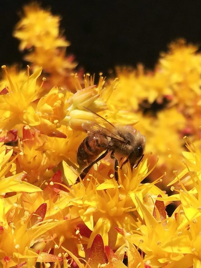 #LaPrimaverainFinestra