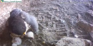 Diario dal nido, brutte notizie dal Parco Castelli Romani #falchiindiretta