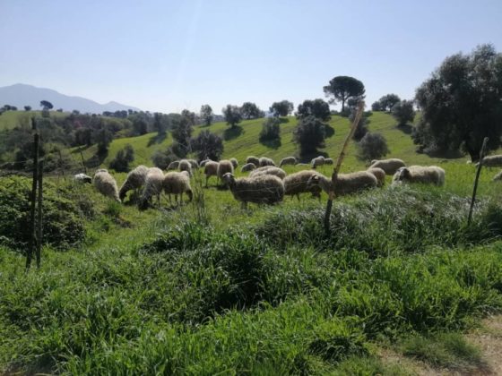 controlli_polizia_,metropolitana