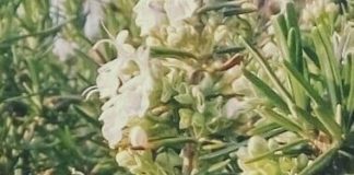 #LaPrimaverainFinestra, come aiutare gli insetti impollinatori rosmarino_ape