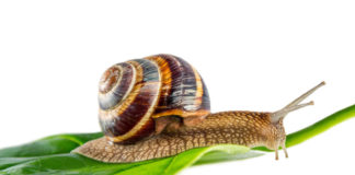 Bava di lumaca, scopriamo qualcosa di più lumaca