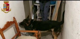 Smantellate a Roma 2 serre di Marijuana cane