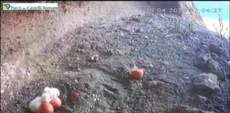 #FalchinDiretta, ecco il secondo pullo #FalchinDiretta