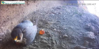 #FalchinDiretta, si è schiuso il primo uovo #FalchinDiretta