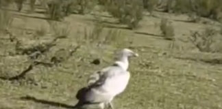 Grifone nel Parco dei Castelli Romani grifone