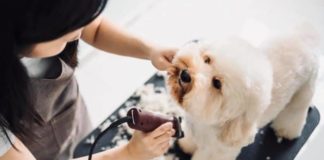 Righini e Rocca “Toelette animali, Regione consenta riapertura” animali