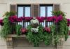 A Frascati la premiazione del Concorso Ventimila Fiori sui Balconi fiori_balcone