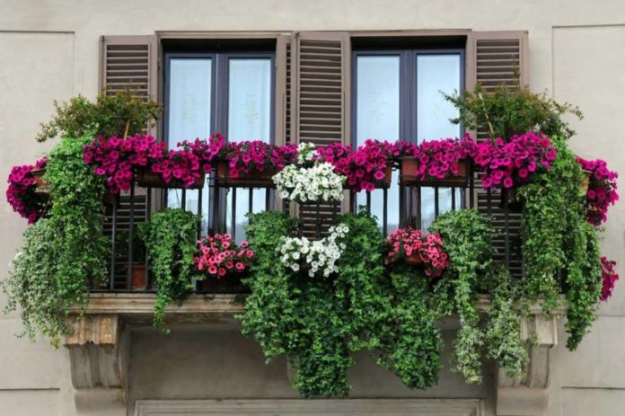 fiori_balcone