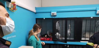 Salvata Foxy, una piccola volpe sul Gra foxy