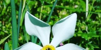 #Narciso2020 Rocca Priora celebra il suo fiore narciso