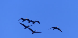Il fascino degli uccelli acquatici, il cormorano cormorano_foto_caldoni