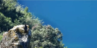 Diario dal nido, prove di volo del 22 maggio diario_nido