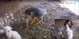 Falchi in diretta 2020, il bilancio dell’esperienza falchi_in_diretta_2020