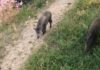 Ostia, Assotutela “Cinghiali a spasso durante il ponte” cinghiali_ostia