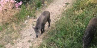 Ostia, Assotutela “Cinghiali a spasso durante il ponte” cinghiali_ostia