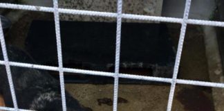 Canile Alba Dog, visita dell’assessore riaccende polemiche cane_gabbia