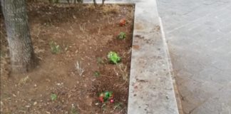 La voglia di reagire della comunità di Cocciano cocciano