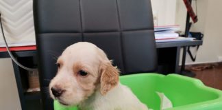 Cucciolo dimenticato dal padrone nel bagagliaio dell’auto cane_salvato