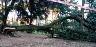 Comunisti “Villa Doria nel degrado e abbandono” albero_villa_doria