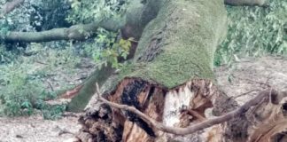 Cuccioletta “inaccettabili i rischi per la cittadinanza a Villa Doria” albero_villa_doria