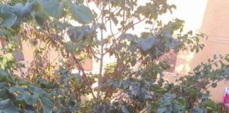 Fiasco denuncia il degrado a Vlla Muti degrado_villa_muti