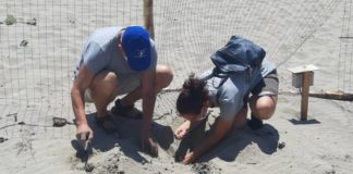 Prevista a metà agosto la schiusa delle uova della Tartaruga Caretta Caretta a Torvaianica analisi_tartaruga