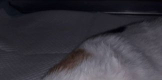 Gattina lotta per la vita dopo essere stata presa a calci mary