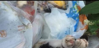 3 gattini uccisi nel cortile di un condominio ad Anzio