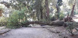 Bruno Valentini “Cade un altro albero a Villa Doria” albero_caduto_villa_doria_11_08