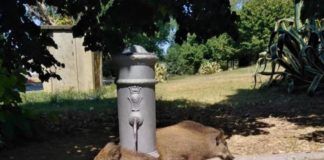 Cinghiali, Giannini (LEGA) “Raggi chiama in causa Zingaretti, Gualtieri la Raggi. Comuni lasciati soli” cinghiali