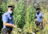 Roccasecca, arrestato coltivatore di marijuana nel terreno vicino casa roccasecca_piante_marijuana