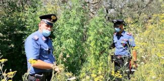 Roccasecca, arrestato coltivatore di marijuana nel terreno vicino casa roccasecca_piante_marijuana