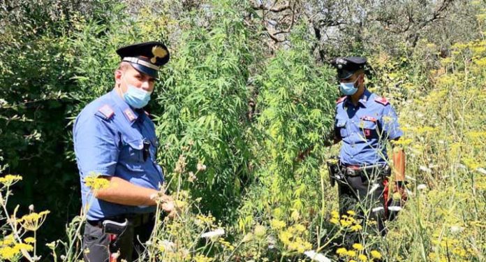 roccasecca_piante_marijuana