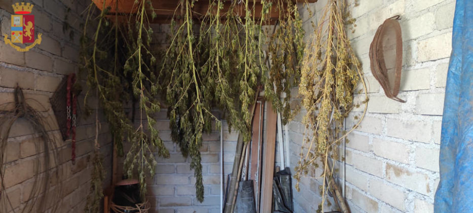 genzano_coltivava_marijuana_senza_autorizzazione