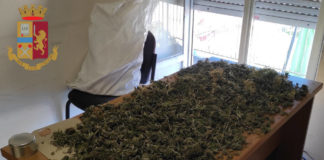 Latina, scoperta una piantagione di marijuana dalla Polizia di Stato denunciati in stato di libertà due cittadini italiani genzano_coltivava_marijuana_senza_autorizzazione